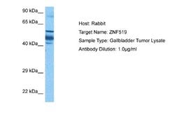 ZNF519 Rabbit anti-Human, Polyclonal, Novus Biologicals 0.1ml; Unconjugated:Antibodies,
